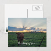 Rundvee Boerderij Sunset Briefkaart (Voorkant / Achterkant)