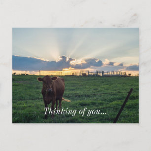 Rundvee Boerderij Sunset Briefkaart