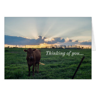Rundvee Boerderij Zonnegedenking van uw Kaart