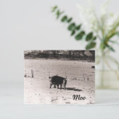 Rundvee Briefkaart (Staand voorkant)