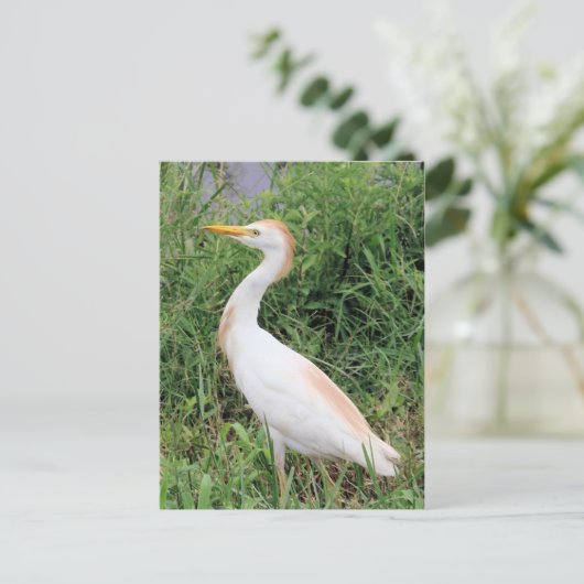 Rundvee Briefkaart (Staand voorkant)