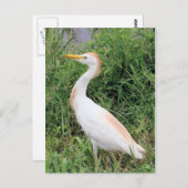 Rundvee Briefkaart (Voorkant / Achterkant)