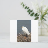 Rundvee Briefkaart (Staand voorkant)
