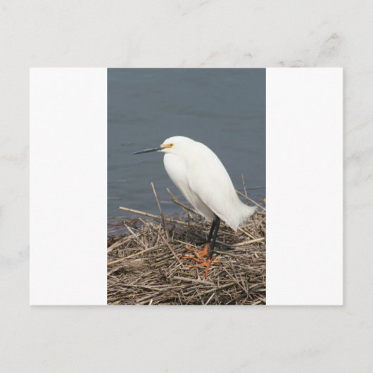 Rundvee Briefkaart (Voorkant)