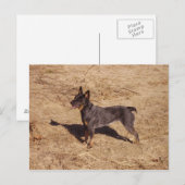 Rundvee Dog Post Card Briefkaart (Voorkant / Achterkant)