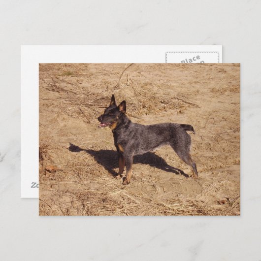 Rundvee Dog Post Card Briefkaart (Voorkant / Achterkant)