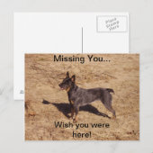 Rundvee Dog Post Card Briefkaart (Voorkant / Achterkant)