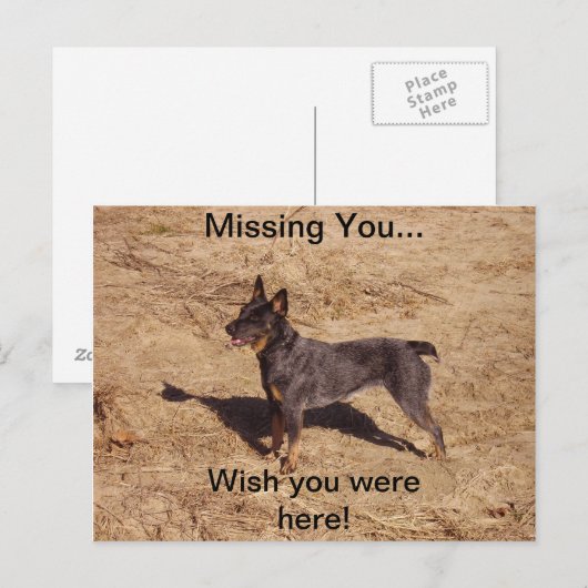 Rundvee Dog Post Card Briefkaart (Voorkant / Achterkant)