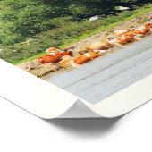 Rundvee en Donau Poster (Hoek)