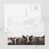 Rundvee en overbelaste hemel 2 briefkaart (Voorkant / Achterkant)