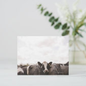 Rundvee en overbelaste hemel 2 briefkaart (Staand voorkant)