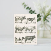 Rundvee, Frankrijk, diverse rassen Briefkaart (Staand voorkant)