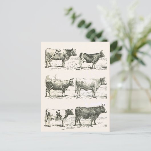 Rundvee, Frankrijk, diverse rassen Briefkaart (Staand voorkant)