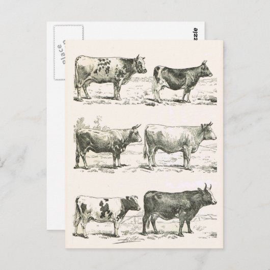 Rundvee, Frankrijk, diverse rassen Briefkaart (Voorkant / Achterkant)