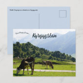 Rundvee in een weide in Kirgizië Briefkaart (Voorkant / Achterkant)