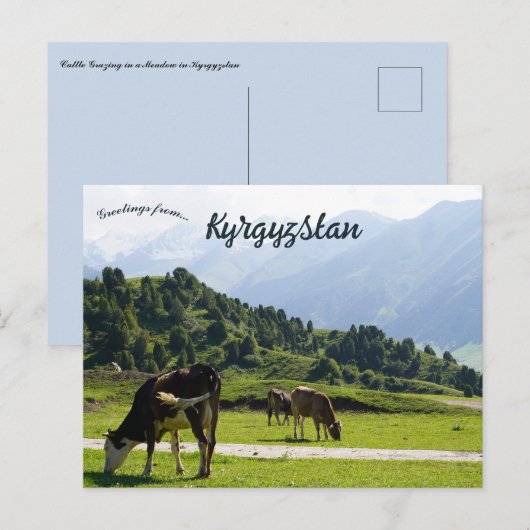 Rundvee in een weide in Kirgizië Briefkaart (Voorkant / Achterkant)