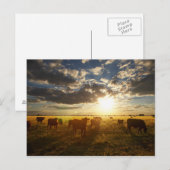 Rundvee in het veld, zonsondergang briefkaart (Voorkant / Achterkant)