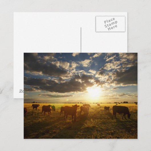Rundvee in het veld, zonsondergang briefkaart (Voorkant / Achterkant)
