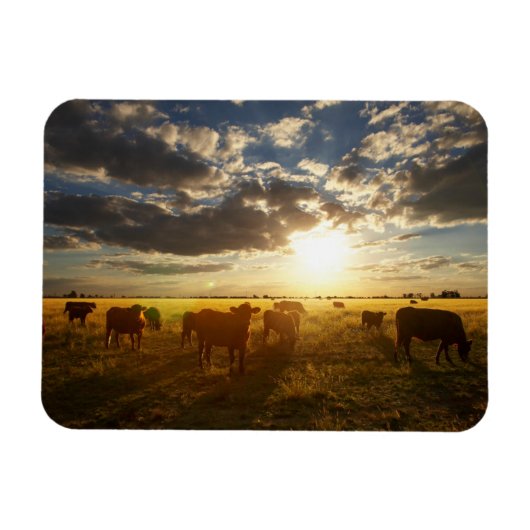 Rundvee in het veld, zonsondergang magneet (Horizontaal)