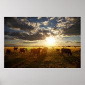 Rundvee in het veld, zonsondergang poster (Voorkant)