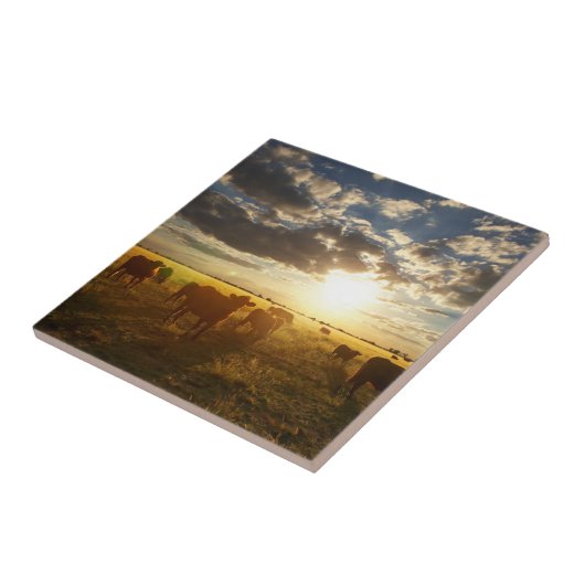 Rundvee in het veld, zonsondergang tegeltje (Zijkant)
