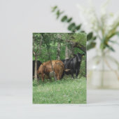 Rundvee in pasta briefkaart (Staand voorkant)