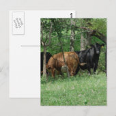 Rundvee in pasta briefkaart (Voorkant / Achterkant)