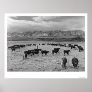 Rundvee in Zuid-Boerderij 1943 Poster