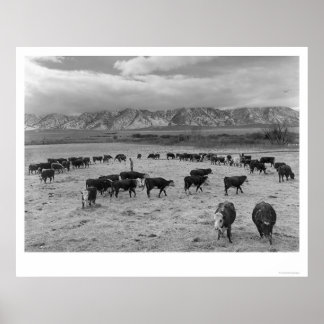 Rundvee in Zuid-Boerderij 1943 Poster