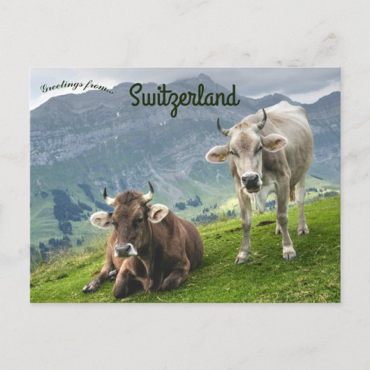 Rundvee in Zwitserland Briefkaart (Voorkant)