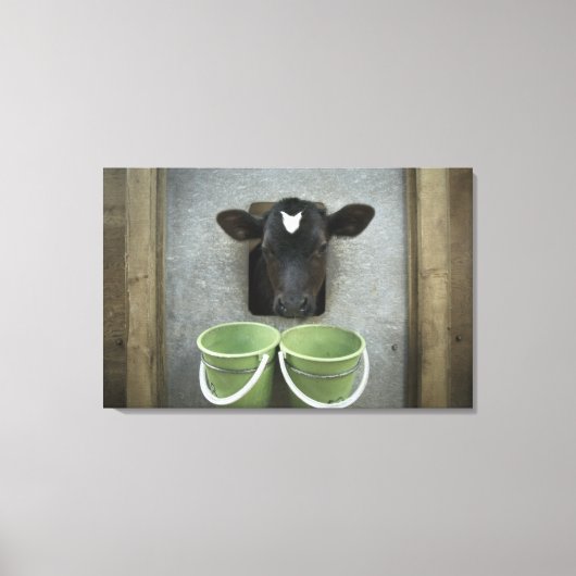 Rundvee, individuele pen canvas afdruk (Voorkant)
