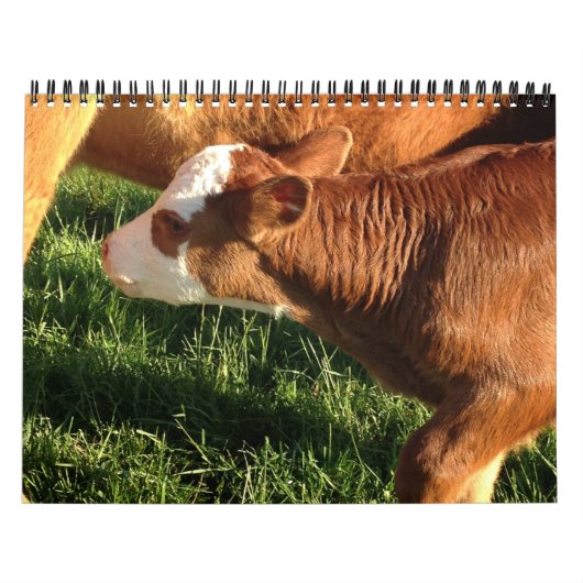 Rundvee Kalender (Hoes)