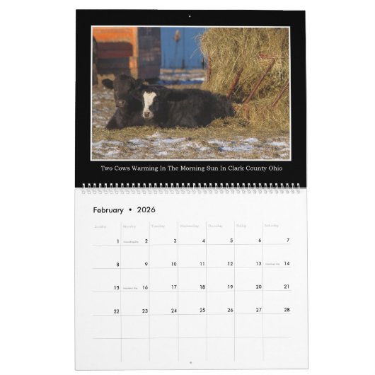 Rundvee Maandelijkse kalender 2017 van Thomas Minu (Feb 2026)