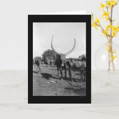 Rundvee met Big Horns in Afrika 1901 Kaart (Gele Bloem)