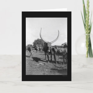 Rundvee met Big Horns in Afrika 1901 Kaart