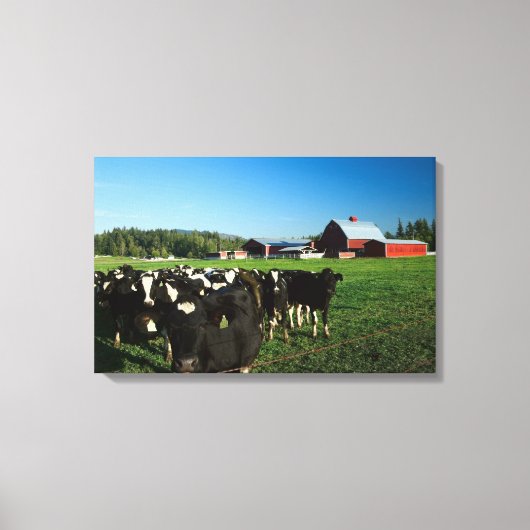Rundvee met Rode Barn en de berg Rainier Canvas Afdruk (Voorkant)