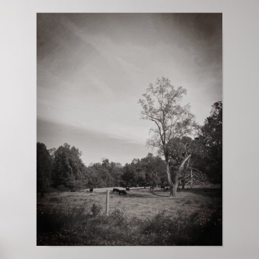 Rundvee op het Boerderij Poster (Voorkant)