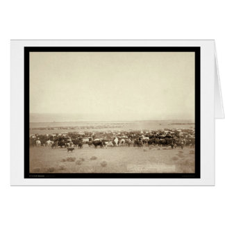 Rundvee op Moss Agate SD 1887