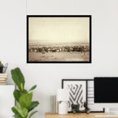 Rundvee op Moss Agate SD 1887 Poster (Thuiskantoor)