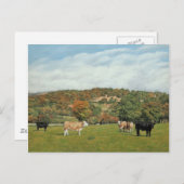 Rundvee op Pentyrch Briefkaart (Voorkant / Achterkant)