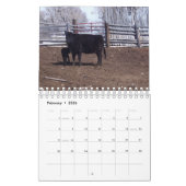 Rundvee op ranch kalender (Feb 2026)