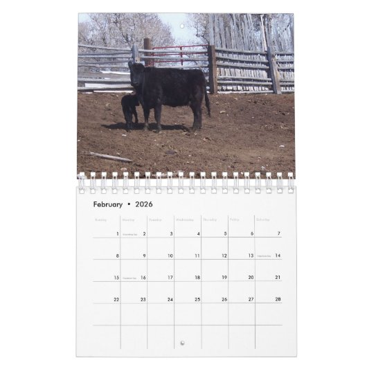 Rundvee op ranch kalender (Feb 2026)