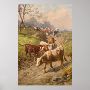 Rundvee op zonneschijn met Shepherd Poster