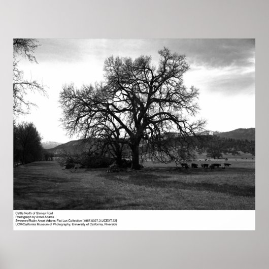 Rundvee ten noorden van Stoney Ford door Ansel Ada Poster (Voorkant)