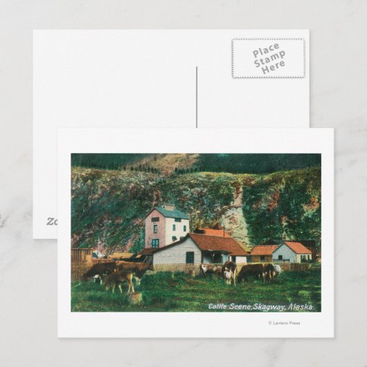 Rundvee tussen Barns SceneSkagway, AK Briefkaart (Voorkant / Achterkant)