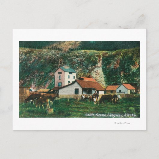 Rundvee tussen Barns SceneSkagway, AK Briefkaart (Voorkant)