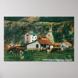 Rundvee tussen Barns SceneSkagway, AK Poster