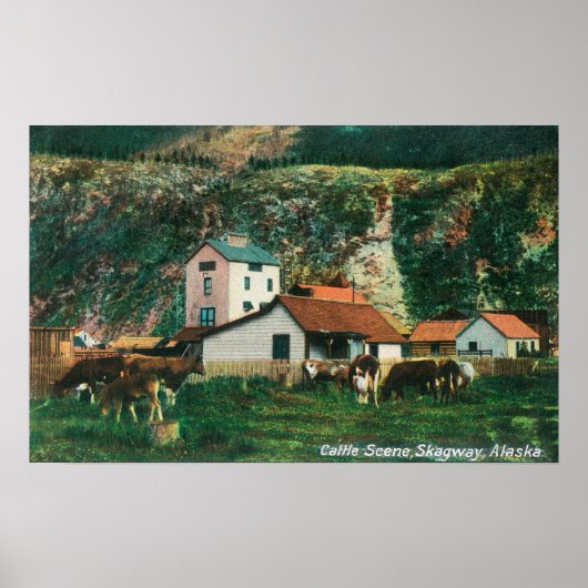 Rundvee tussen Barns SceneSkagway, AK Poster (Voorkant)