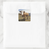 Rundvee Vierkante Sticker (Tas)