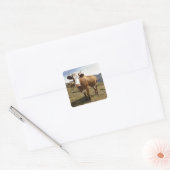Rundvee Vierkante Sticker (Envelop)